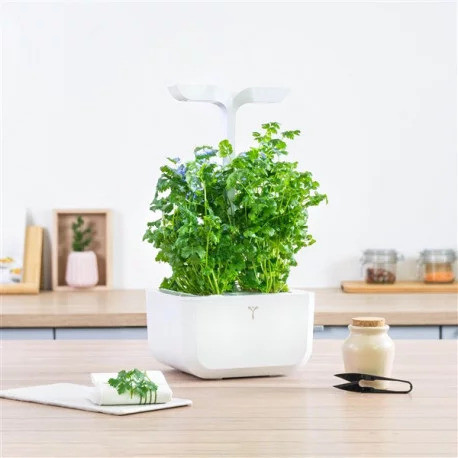 Véritable Lingot Koriandr